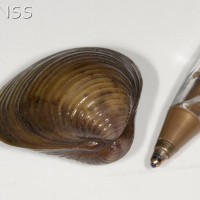 Asian Clam